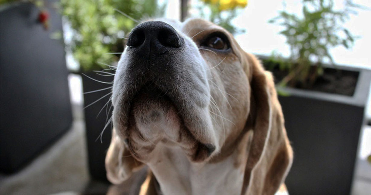 Wprowadziłem się do domu mojego przyjaciela, a jego pies nie chciał mnie wpuścić do piwnicy - aż w końcu wyłamałem drzwi....