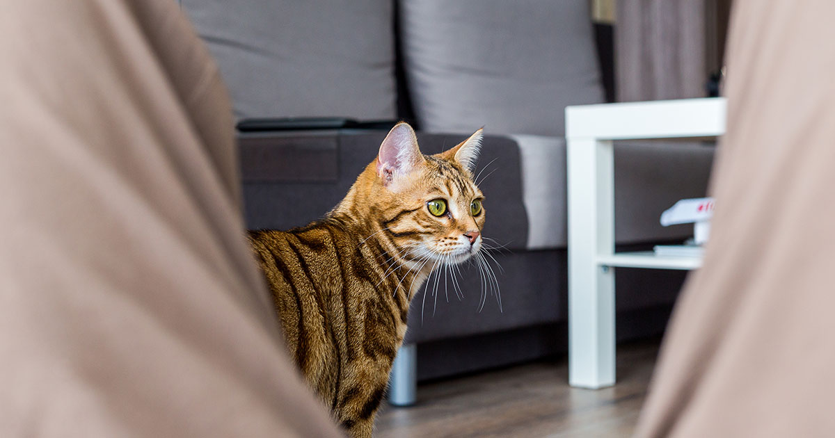 MOJA ŻONA ODDAŁA MOJE KOTY BEZ MOJEJ WIEDZY - I TO ZRUJNOWAŁO NASZE MAŁŻEŃSTWO.