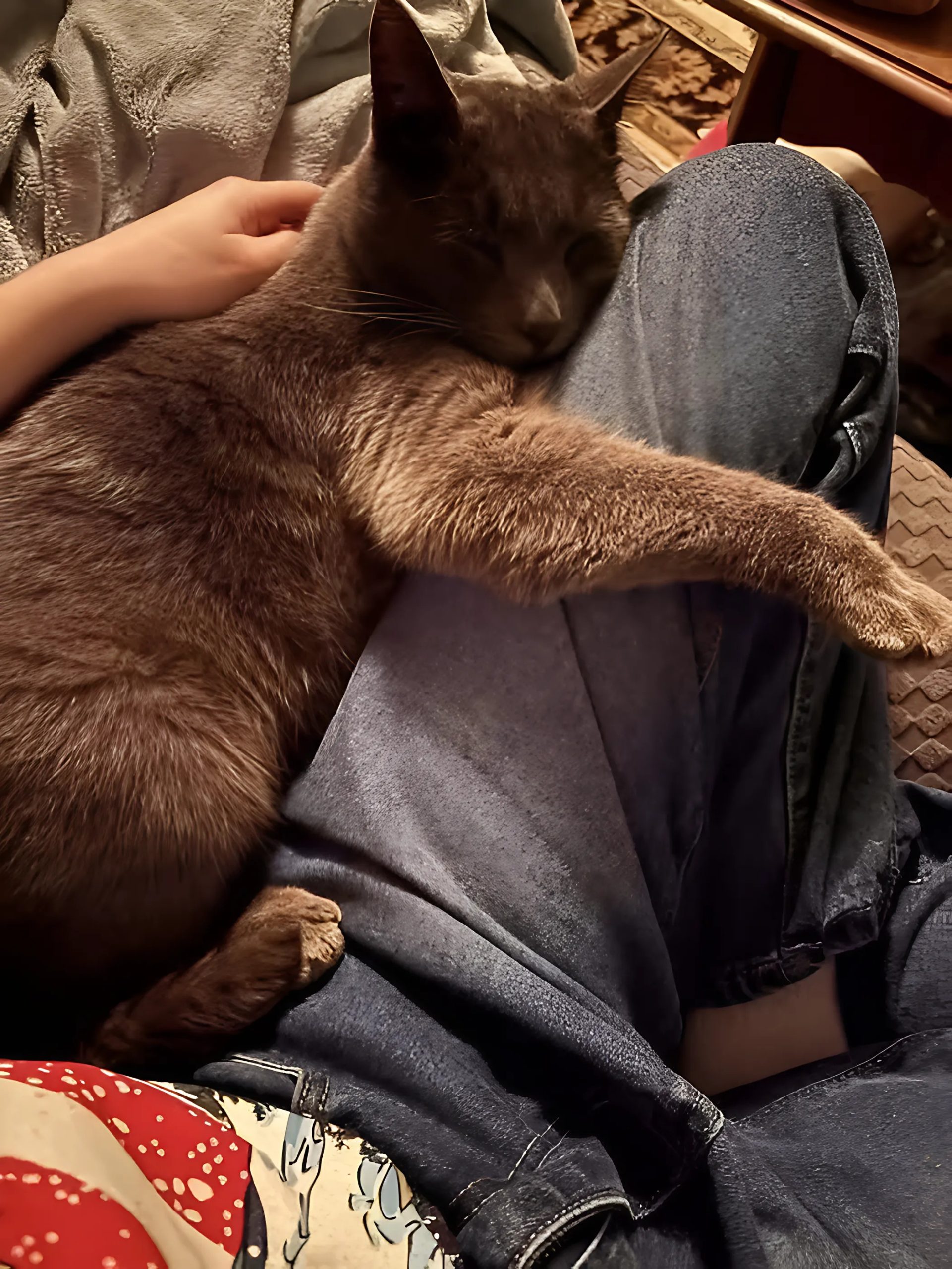 Kot z domu opieki kochał tylko jedną osobę - a po jego śmierci w końcu zrozumieliśmy dlaczego