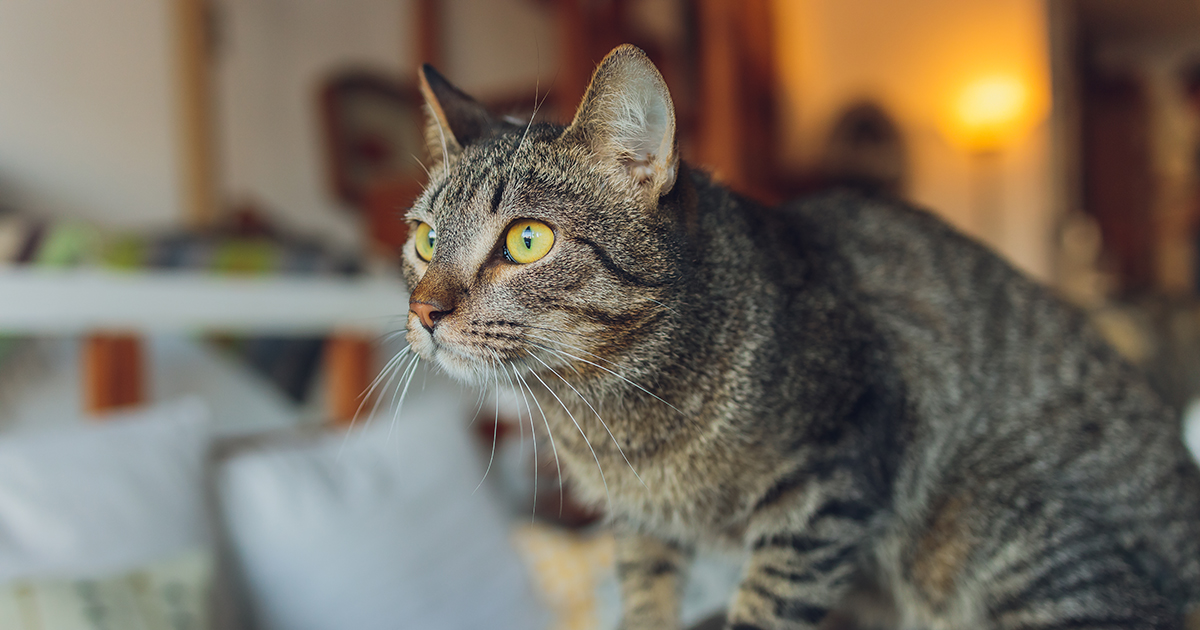 Niespodziewana noc bezpańskiego kota: Jak burza sprowadziła Sama do mojego domu i serca