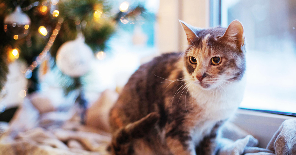 Niespodziewana noc bezpańskiego kota: Jak burza sprowadziła Sama do mojego domu i serca