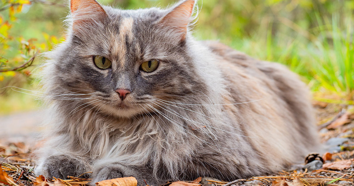 Stracił wszystko, ale nie zrezygnował z niej.