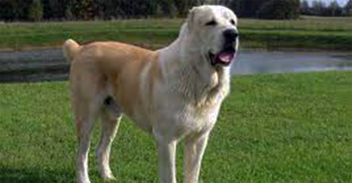 Sąsiad zabrał mojego psa, okłamał mnie i myślał, że nic z tym nie zrobię.