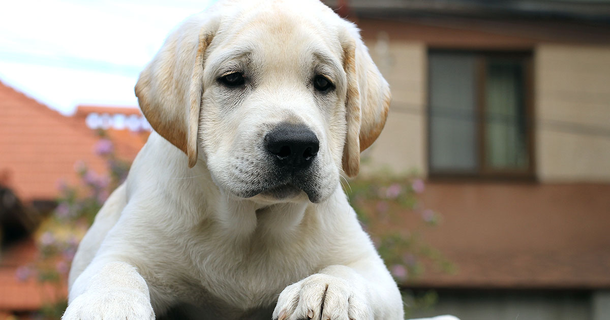 Jako szczeniaka wsadziłem ją do wózka sklepowego dla zabawy, ale teraz, rok później, nadal nie chce wejść do tego sklepu.