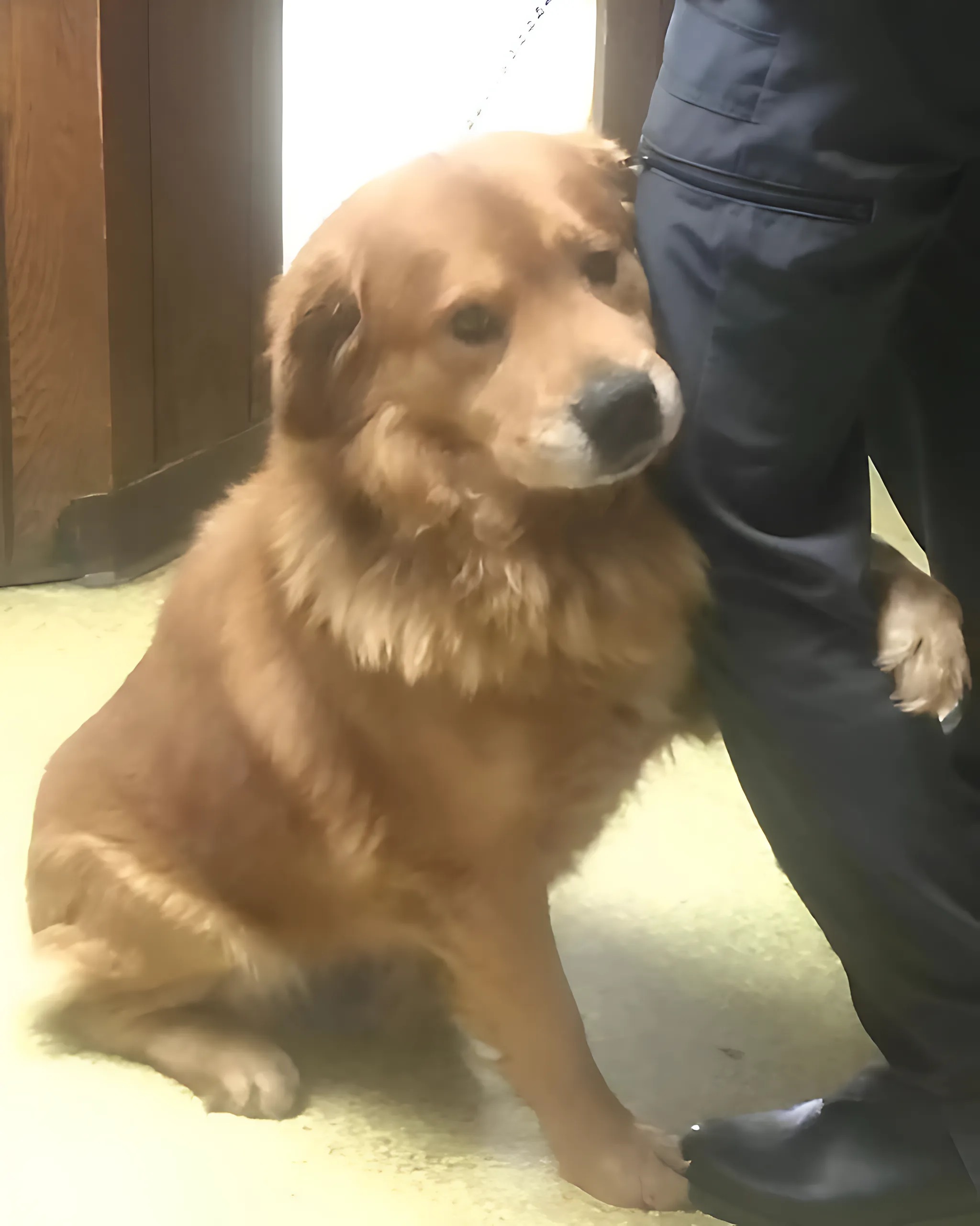 NIE CHCIAŁ Z NIKIM ROZMAWIAĆ W SAMOLOCIE, ALE WTEDY OBOK NIEGO USIADŁ MÓJ PIES SŁUŻBOWY.