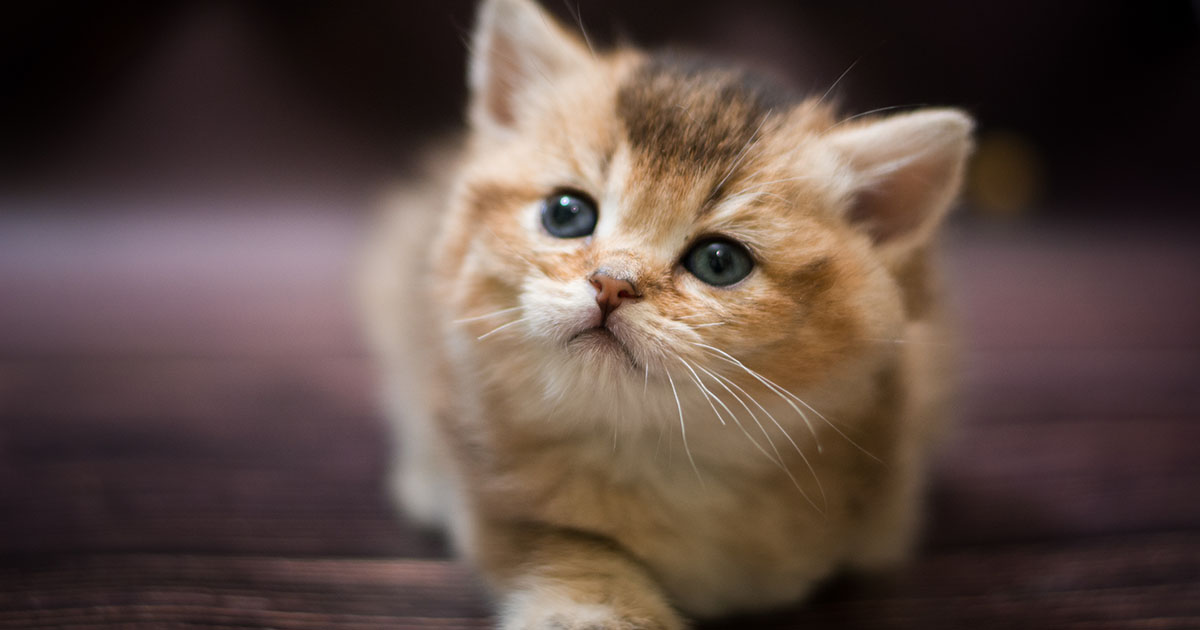 WYCIĄGNĄŁ JĄ Z PŁONĄCEGO BUDYNKU, A POTEM JUŻ NIGDY NIE OPUŚCIŁA JEGO RAMIENIA.
