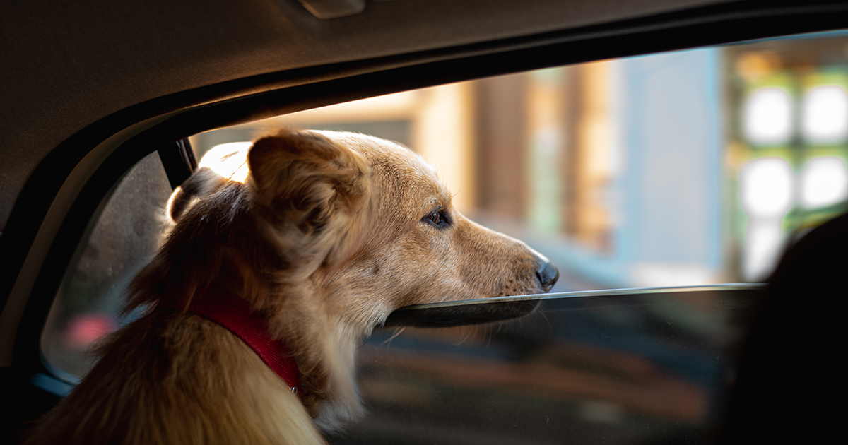 Bezdomny mężczyzna poprosił mnie, abym zaopiekował się jego psem, a miesiąc później otrzymałem tajemniczą wiadomość.