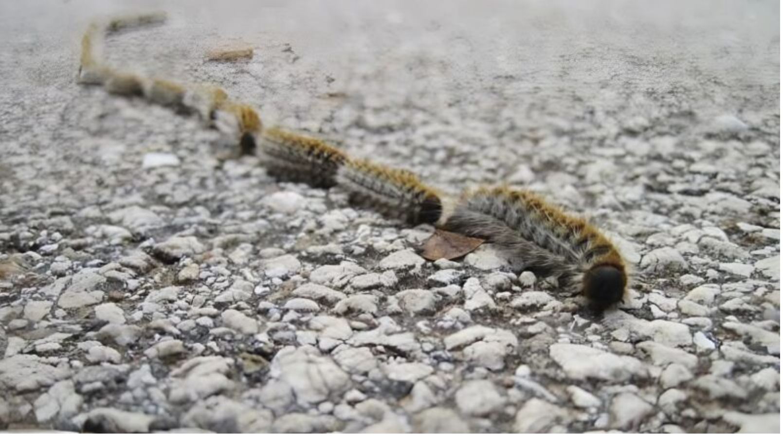 Wydawało jej się to dziwne, ponieważ nigdy wcześniej nie znalazła takich przedmiotów wśród trawy. Jeśli przyjrzeć się bliżej, w jej oczach można było dostrzec przerażenie