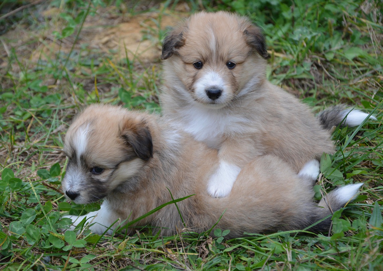 ZNALAZŁEM CZTERY SZCZENIAKI NA SZLAKU TURYSTYCZNYM, A JEDEN Z NICH MIAŁ NOTATKĘ W OBROŻY.