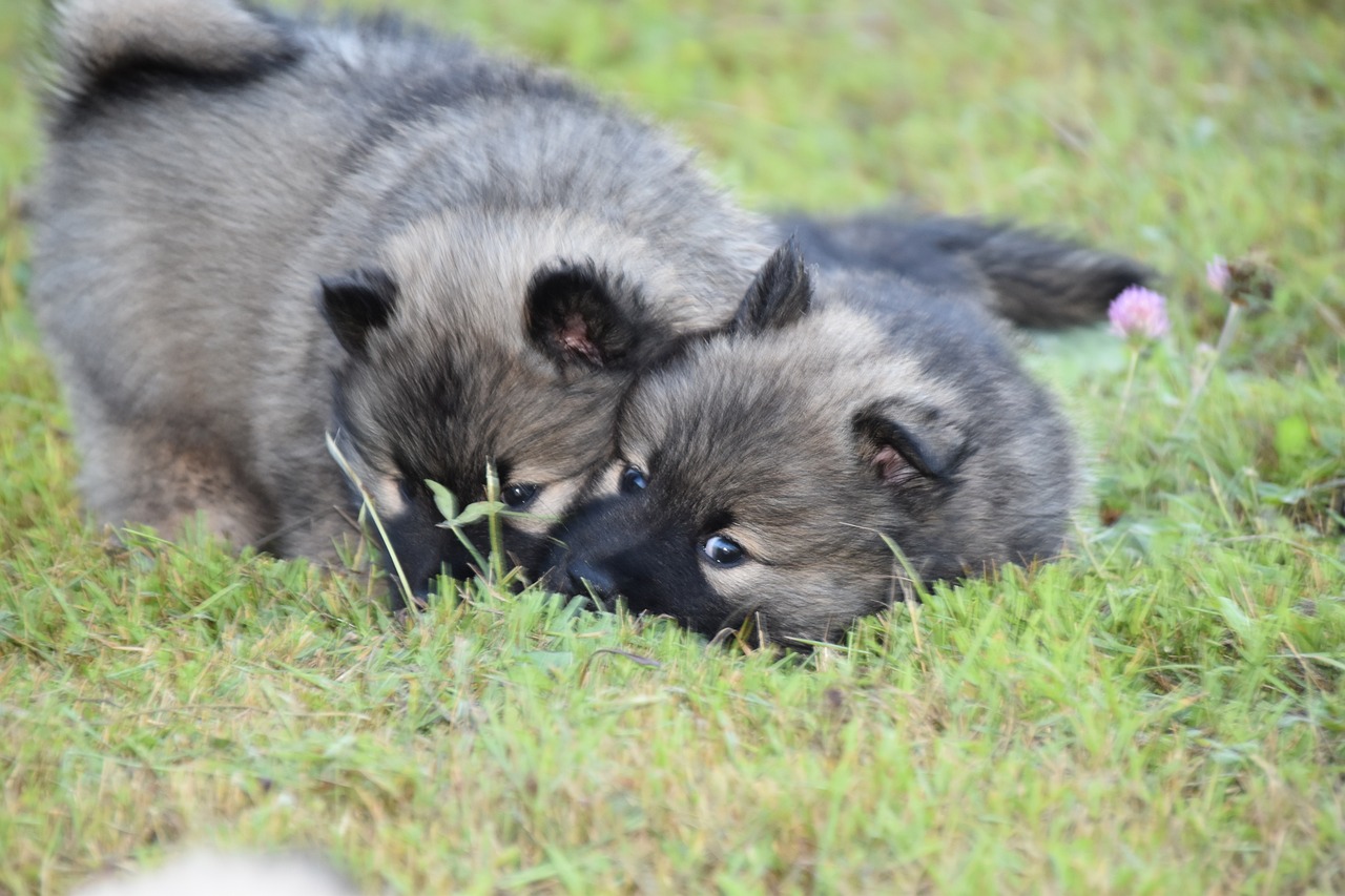 ZNALAZŁEM CZTERY SZCZENIAKI NA SZLAKU TURYSTYCZNYM, A JEDEN Z NICH MIAŁ NOTATKĘ W OBROŻY.