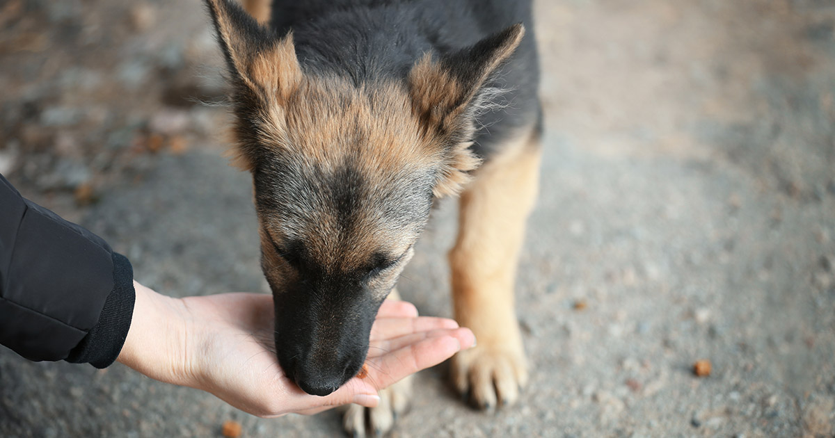 Moja przyjaciółka zabrała mojego psa do schroniska, kiedy byłem w pracy — kiedy chciałem go odebrać, już go nie było.