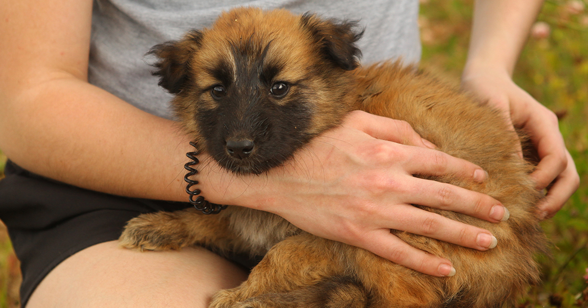 „Kiedy los wybiera za ciebie – historia uratowanego psa”