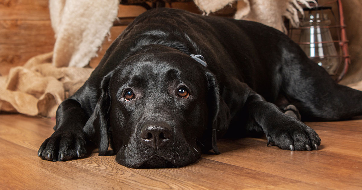 Moja przyjaciółka zabrała mojego psa do schroniska, kiedy byłem w pracy — kiedy chciałem go odebrać, już go nie było.