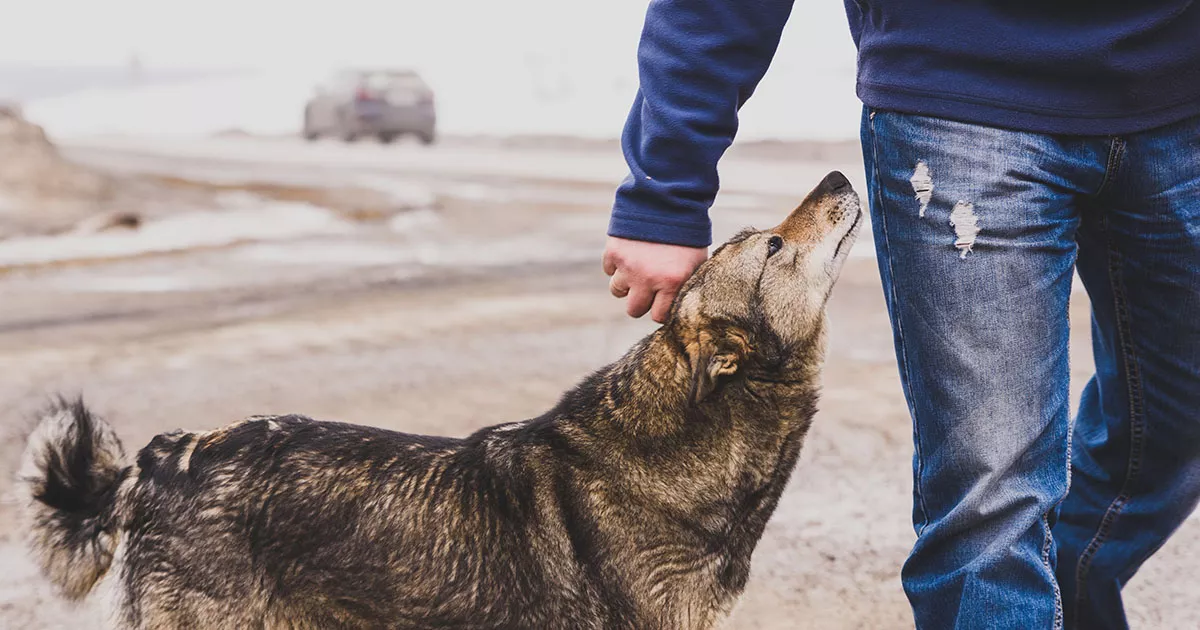 Moja przyjaciółka zabrała mojego psa do schroniska, kiedy byłem w pracy — kiedy chciałem go odebrać, już go nie było.