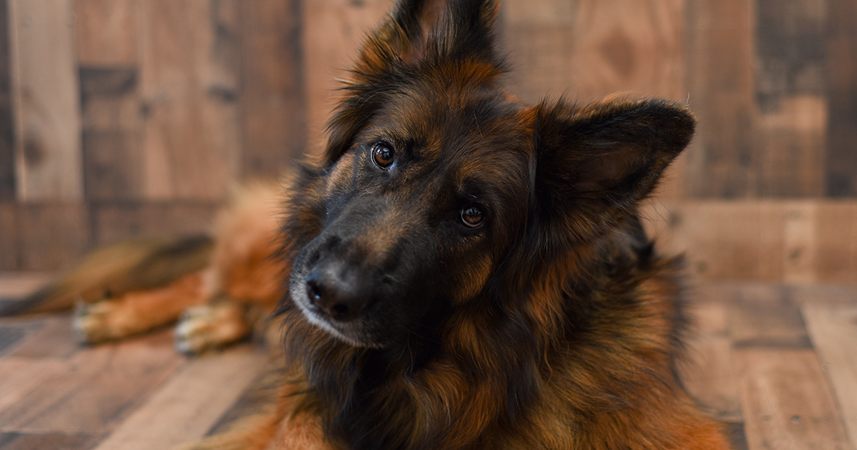 Moja przyjaciółka zabrała mojego psa do schroniska, kiedy byłem w pracy — kiedy chciałem go odebrać, już go nie było.