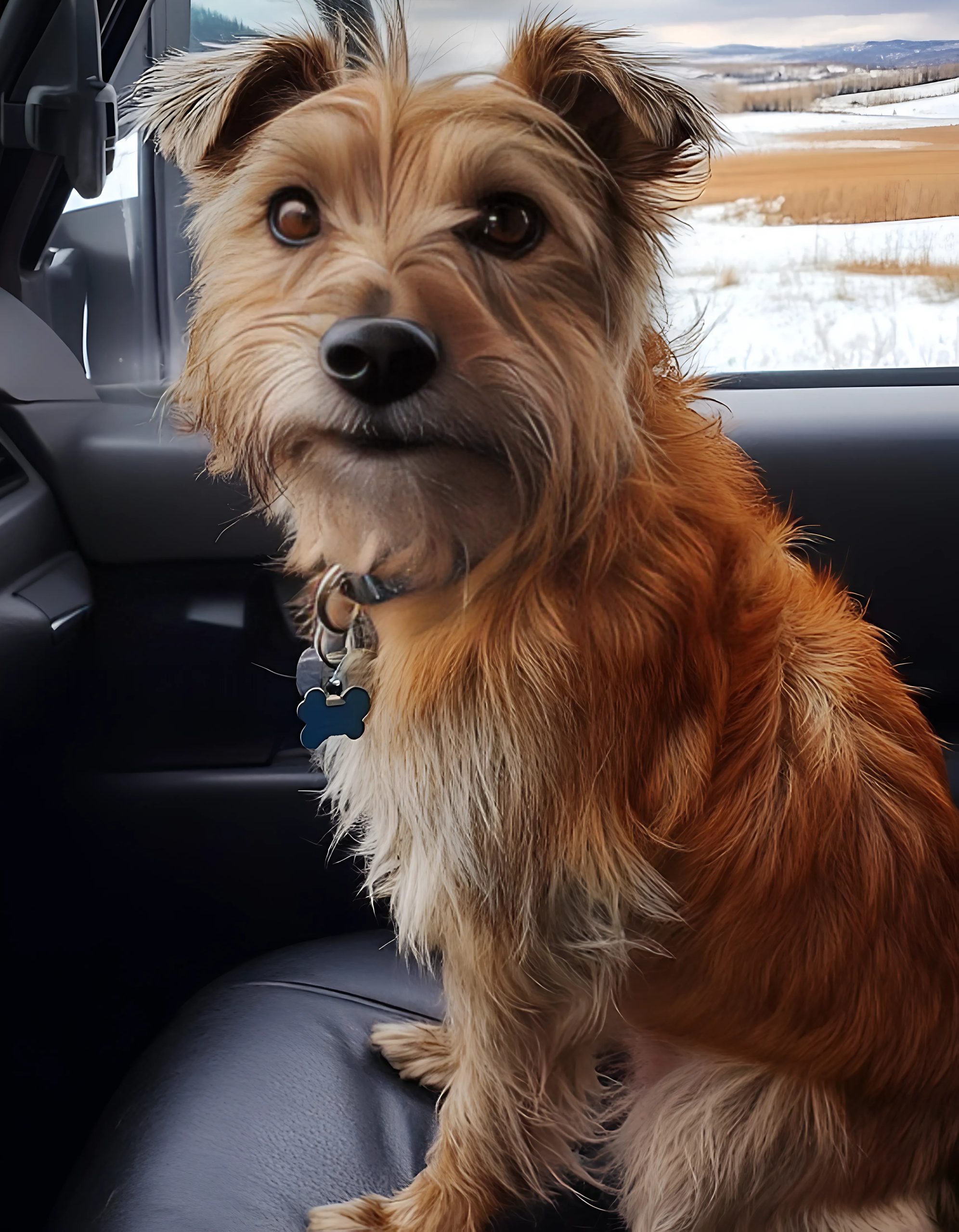 Moja przyjaciółka zabrała mojego psa do schroniska, kiedy byłem w pracy — kiedy chciałem go odebrać, już go nie było.