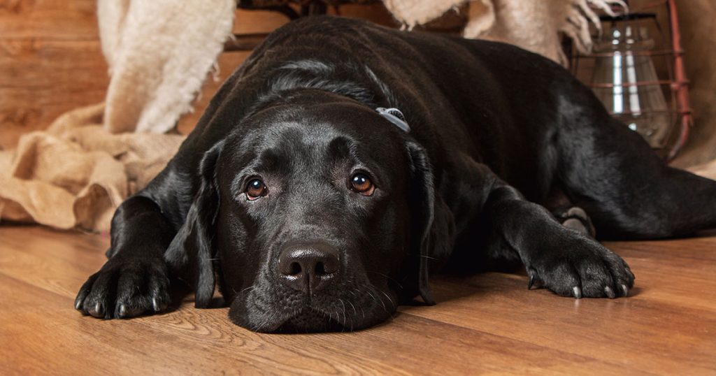Karmił swoje psy przed sobą, ale zawartość jego torby świadczyła o czymś innym.