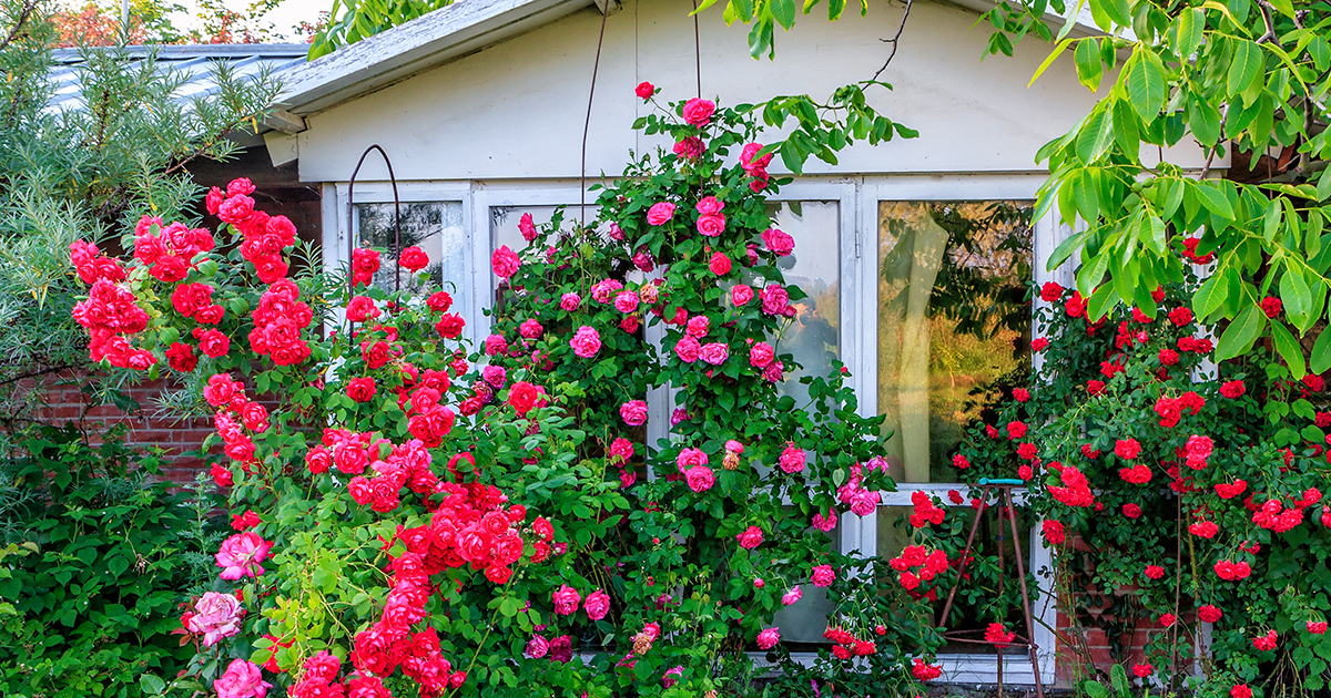 Rok po śmierci babci dotrzymałam obietnicy i wykopałam jej ulubiony krzew róż. Spodziewałam się znaleźć korzenie i ziemię, może kilka starych wspomnień. Ale to, co odkryłam, ujawniło tajemnicę, którą zabrała ze sobą do grobu, i zapoczątkowało ciąg wydarzeń, które zmieniły wszystko.