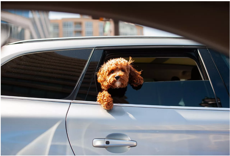Karmił swoje psy przed sobą, ale zawartość jego torby świadczyła o czymś innym.