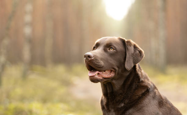 Pies ratownik wrócił do naszego domu, a następnej nocy zaginął mój ośmioletni syn.