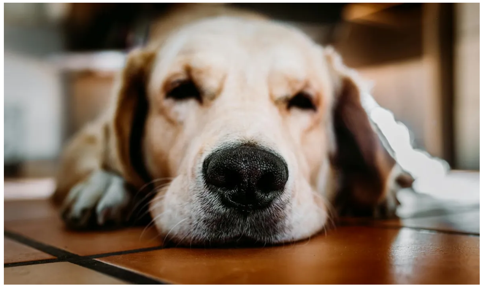 Prawie oddaliśmy naszego złotego retrievera, ponieważ szczekał na nianię, ale potem obejrzałem nagranie z kamery i byłem w szoku.