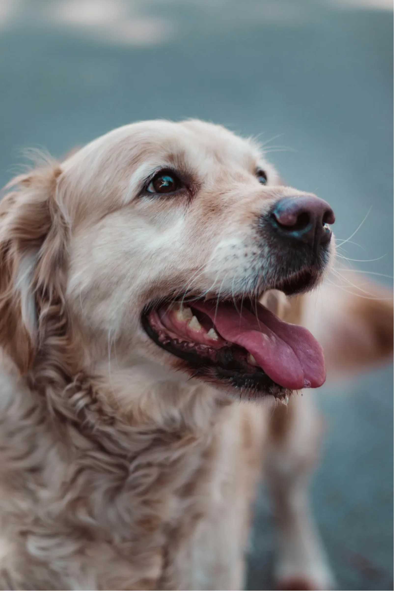 Prawie oddaliśmy naszego złotego retrievera, ponieważ szczekał na nianię, ale potem obejrzałem nagranie z kamery i byłem w szoku.