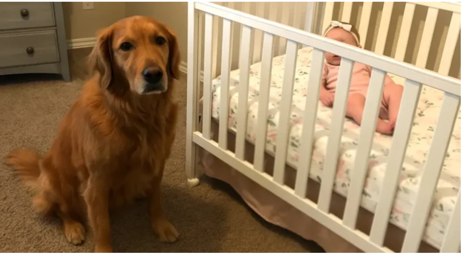 Prawie oddaliśmy naszego złotego retrievera, ponieważ szczekał na nianię, ale potem obejrzałem nagranie z kamery i byłem w szoku.