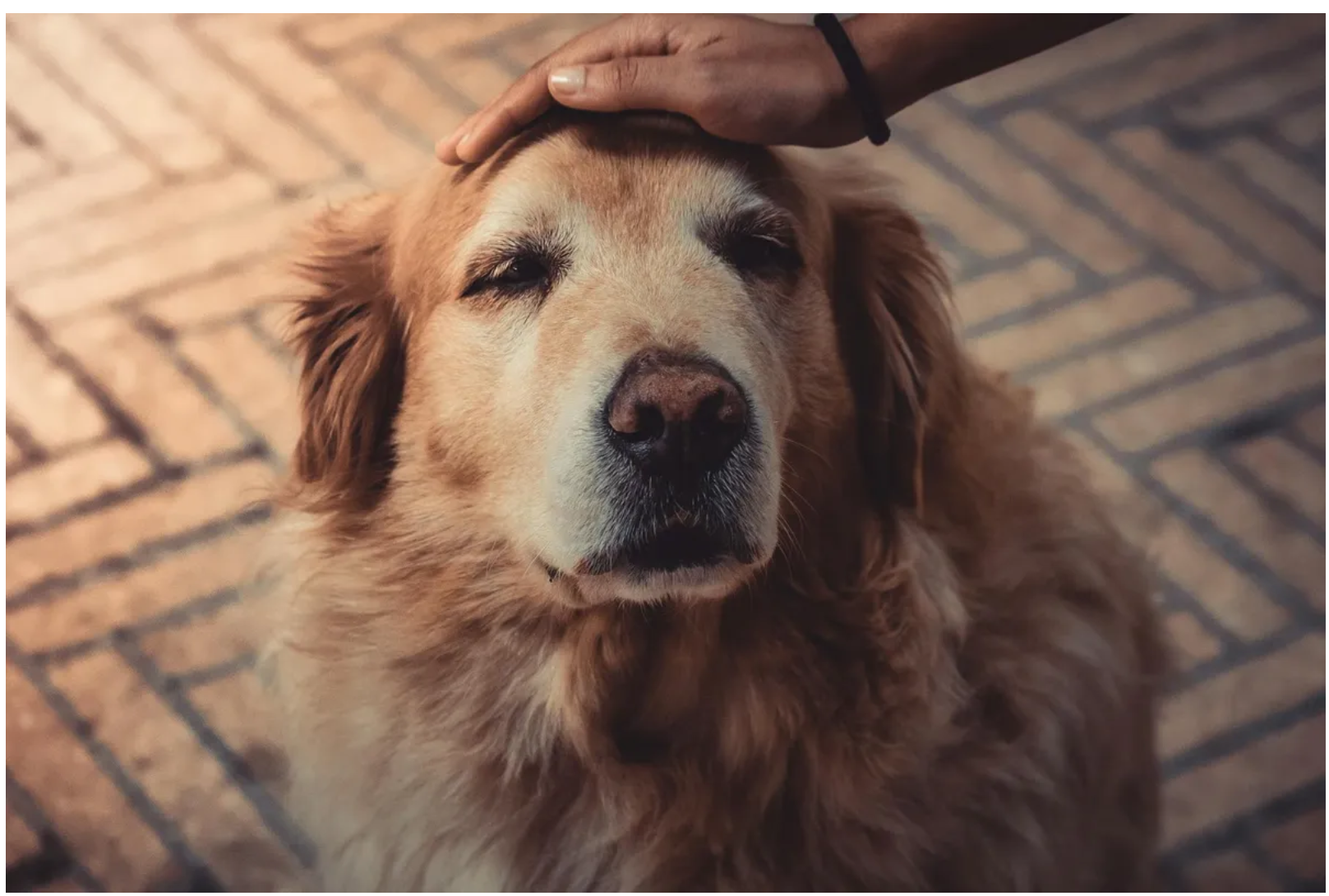 Prawie oddaliśmy naszego złotego retrievera, ponieważ szczekał na nianię, ale potem obejrzałem nagranie z kamery i byłem w szoku.