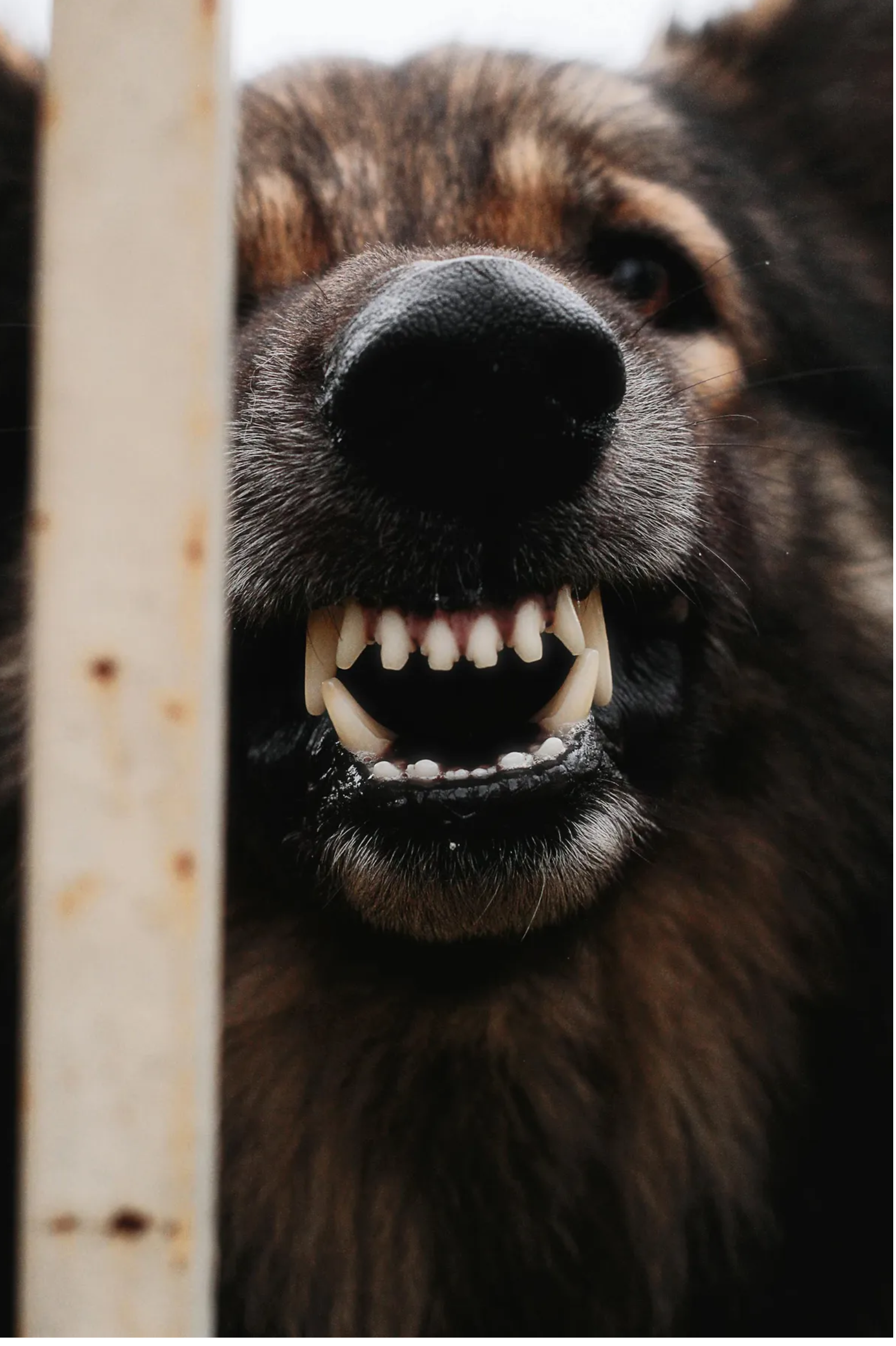 Prawie oddaliśmy naszego złotego retrievera, ponieważ szczekał na nianię, ale potem obejrzałem nagranie z kamery i byłem w szoku.