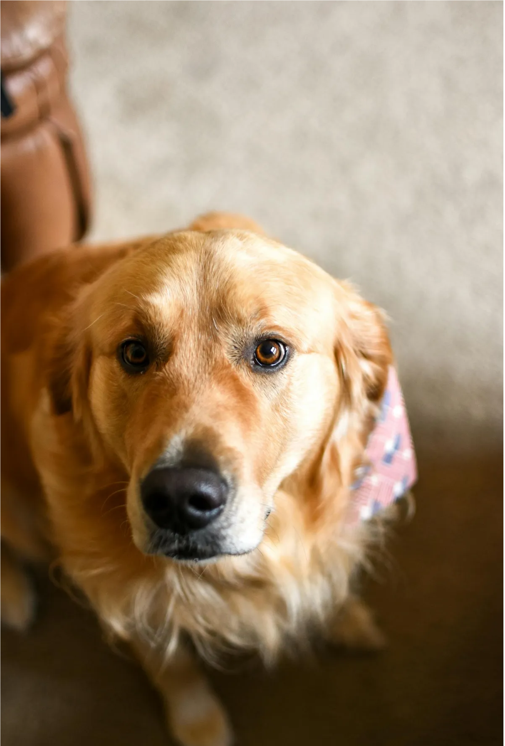 Prawie oddaliśmy naszego złotego retrievera, ponieważ szczekał na nianię, ale potem obejrzałem nagranie z kamery i byłem w szoku.