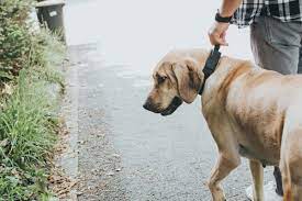 Kiedy pies znalazł mnie w sklepie Walmart, nie miałam pojęcia, że to na zawsze zmieni moje życie.