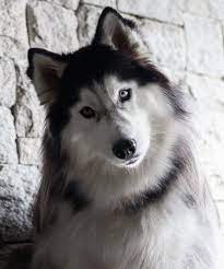 Kiedy pies znalazł mnie w sklepie Walmart, nie miałam pojęcia, że to na zawsze zmieni moje życie.