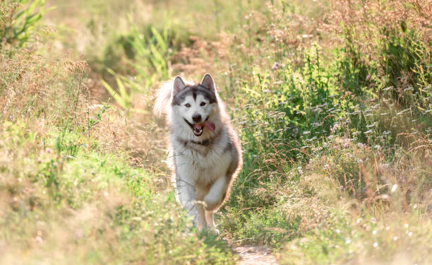 Tajemnica husky i zew lasu.