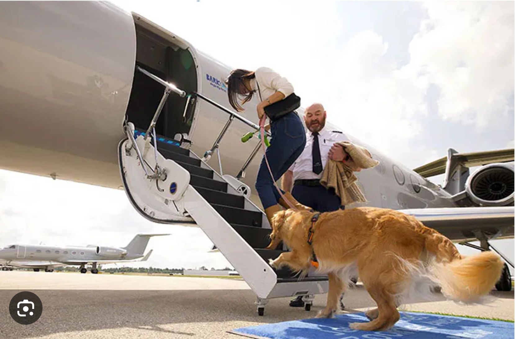Kobieta zażądała, aby wyrzucić mnie i mojego psa z samolotu, obrażając nas słowami — ale potem wydarzyło się coś nieoczekiwanego 😱😱