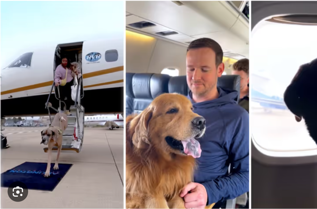 Kobieta zażądała, aby wyrzucić mnie i mojego psa z samolotu, obrażając nas słowami — ale potem wydarzyło się coś nieoczekiwanego 😱😱