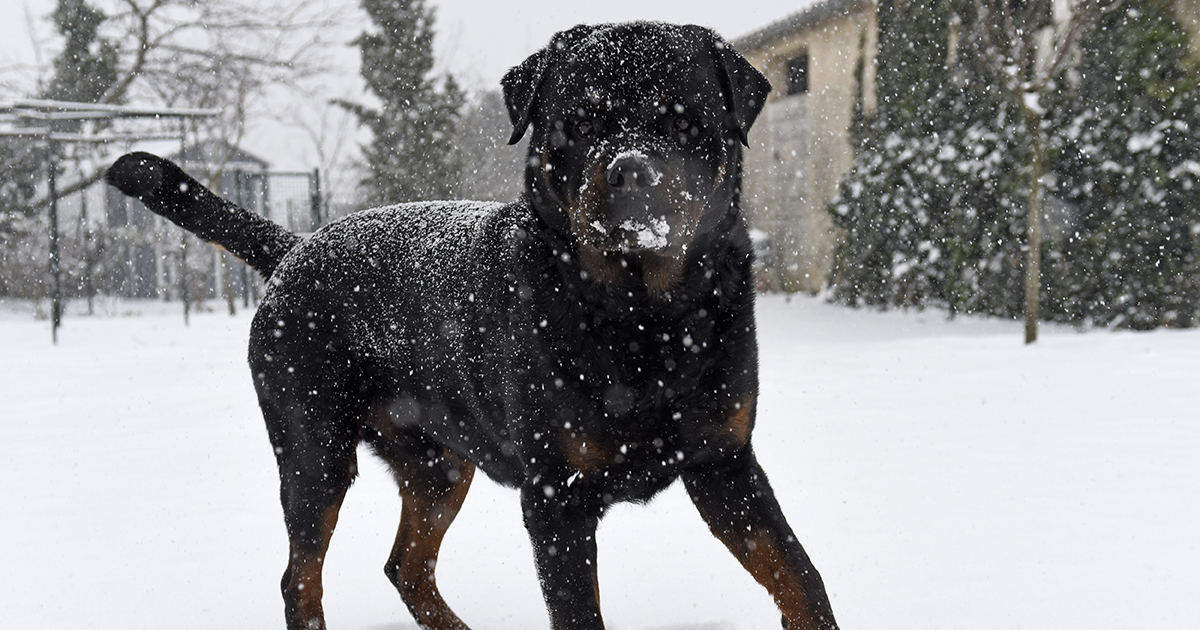 Wędrowny pies rozbił szybę samochodu, aby uratować dziecko.