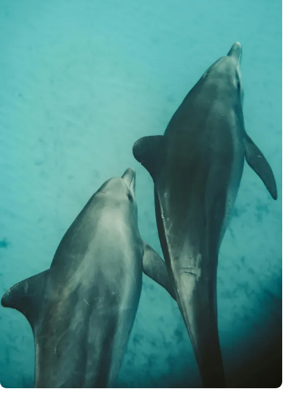 Sekret mojego ojczyma zaskoczył mnie w dniu urodzin, a moja zemsta sprawiła, że rozpłakał się.