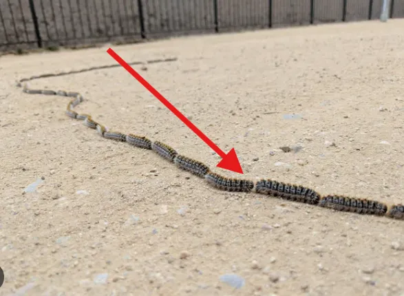 To, co wziąłem za węża, okazało się przerażającą kolumną 150 gąsienic.