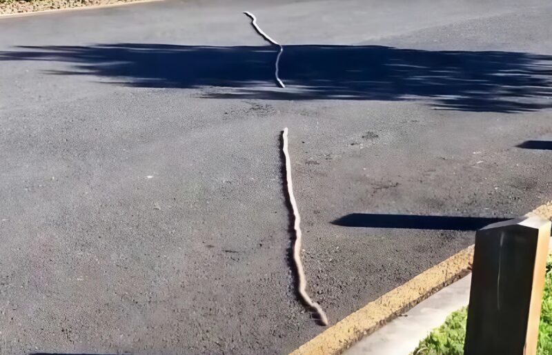 To, co wziąłem za węża, okazało się przerażającą kolumną 150 gąsienic.