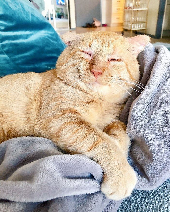 Para wzięła najsmutniejszego kota. Po kilku godzinach nie można było go rozpoznać.