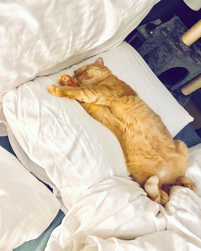 Para wzięła najsmutniejszego kota. Po kilku godzinach nie można było go rozpoznać.