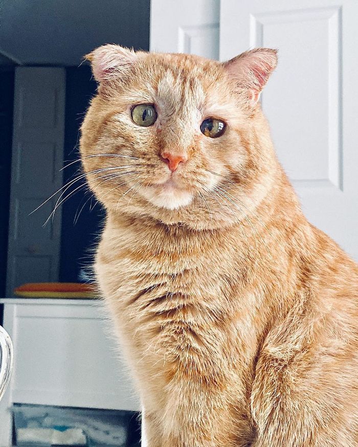 Para wzięła najsmutniejszego kota. Po kilku godzinach nie można było go rozpoznać.