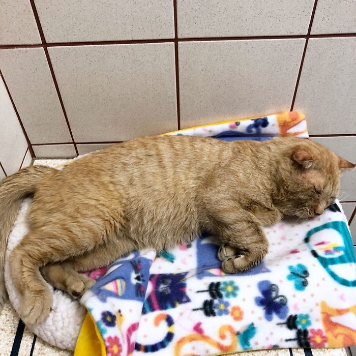 Para wzięła najsmutniejszego kota. Po kilku godzinach nie można było go rozpoznać.