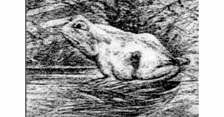 Iluzja optyczna: Znajdź ukrytego małżonka marynarza