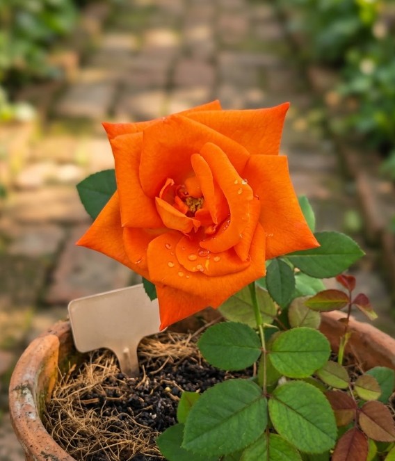 Wybierz różę i dowiedz się, co powie ona o Twoim charakterze