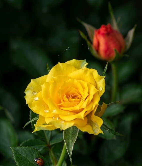 Wybierz różę i dowiedz się, co powie ona o Twoim charakterze