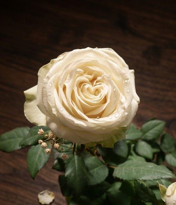 Wybierz różę i dowiedz się, co powie ona o Twoim charakterze