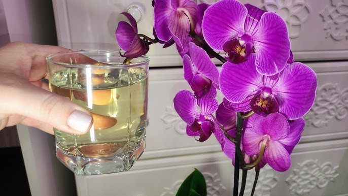 Jedna tabletka zapewniająca ciągłe kwitnienie: jak właściwie dbać o orchideę.