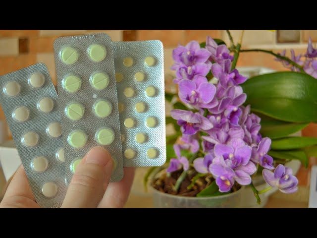 Jedna tabletka zapewniająca ciągłe kwitnienie: jak właściwie dbać o orchideę.