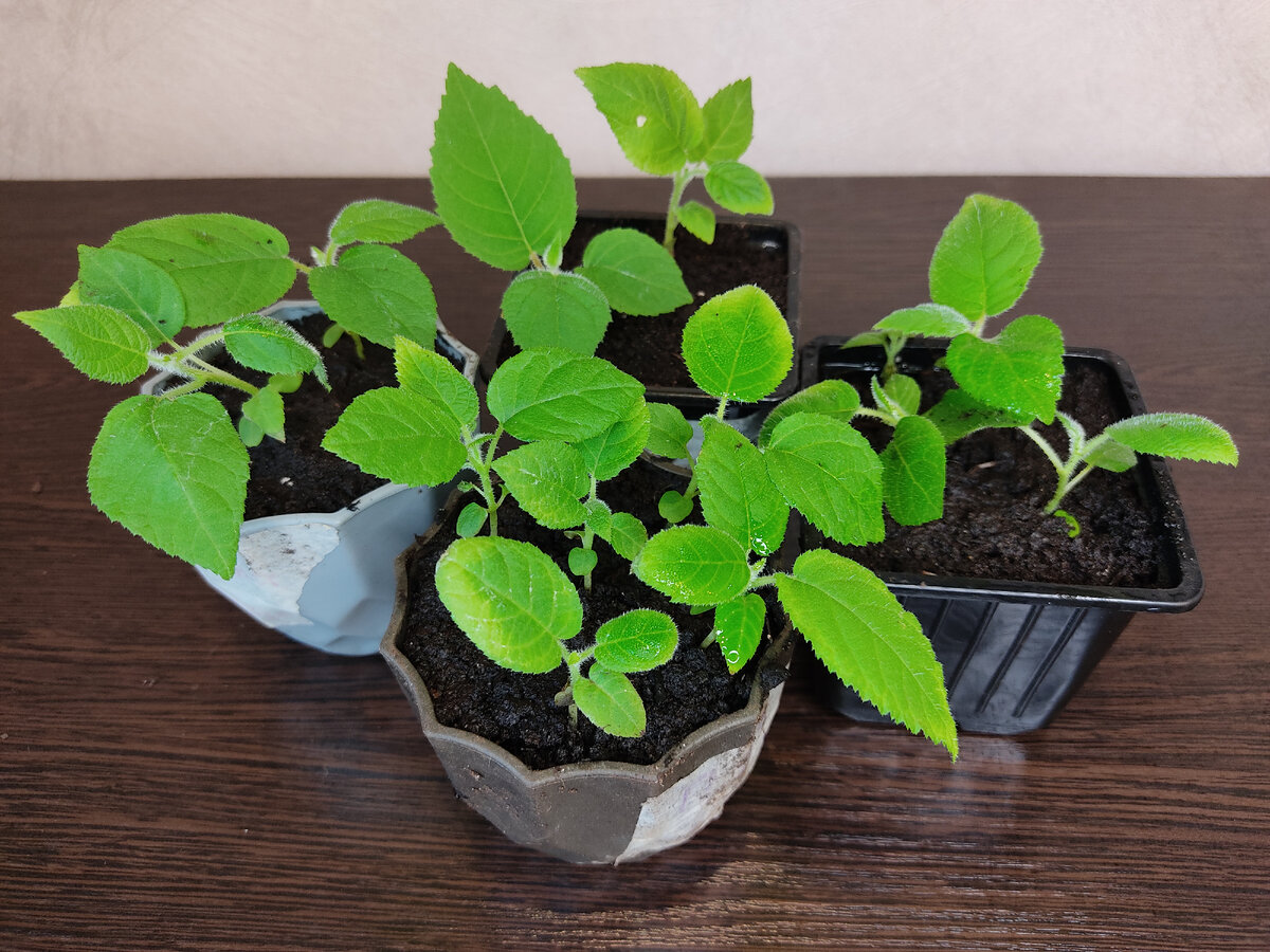 Wyjąłem z kiwi malutkie pestki i je zasadziłem: pokazuję, jak rosły przez 10 tygodni🤔